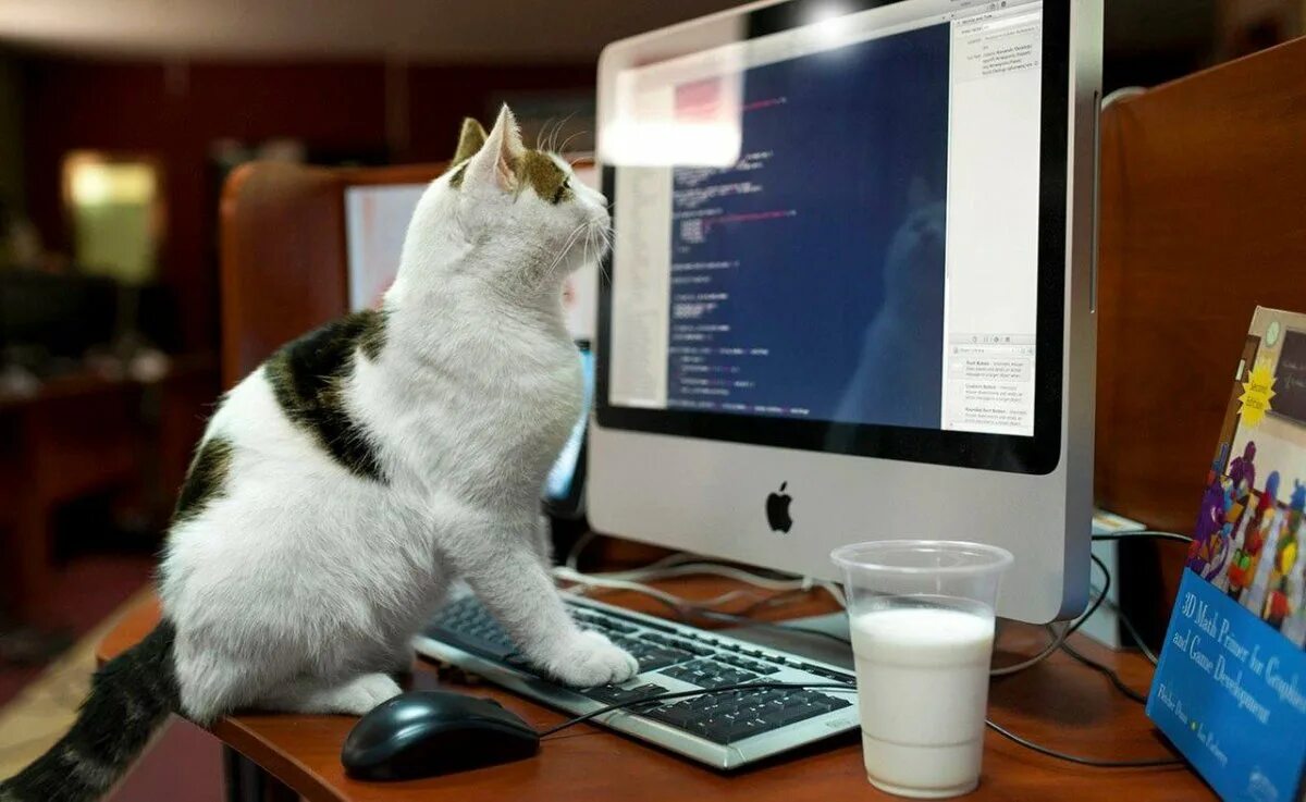 Смешная картинка компьютера. Кот за компьютером. Кот и компьютер. Кот за компом. Кот программист.