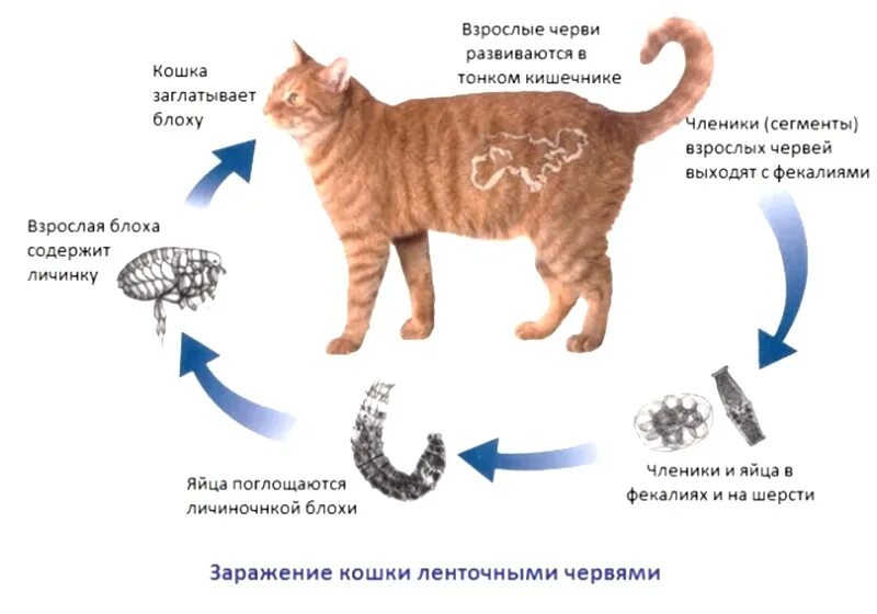 Как понять что кот заболел. Ленточные и круглые глисты у кошек. Ленточные гельминты у кошек. Ленточные паразиты у Коше. Цикл развития глистов у кошек.