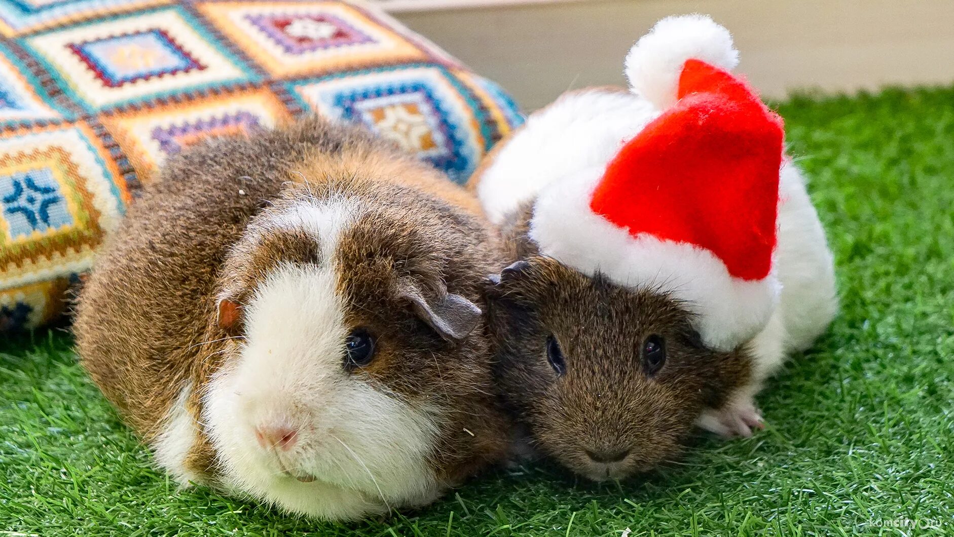 поросенок. милые поросята. свинка пигги. свинка х. поросенок минипиг.