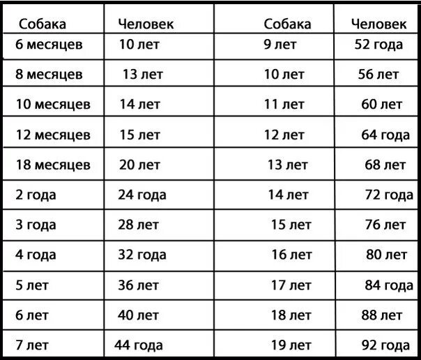 Возраст собаки по человеческим меркам 5 месяцев. Сколько лет живут собаки по человеческим меркам таблица. Таблица возраста собак мелких пород. Собака 10 месяцев сколько лет по человеческим меркам таблица.