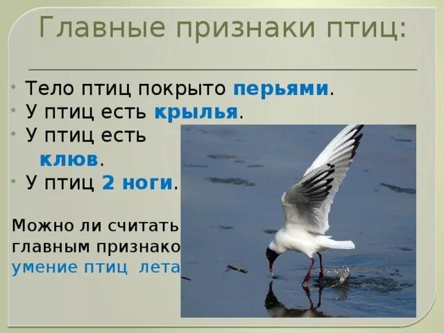 Признаки птиц 7 класс. Признаки птиц. Признаки птиц 2 класс. Главный признак птиц. Важные признаки птиц.