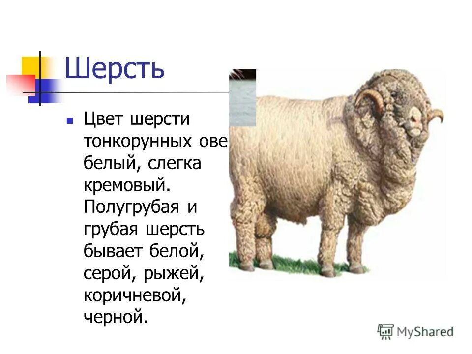 группы овечьей шерсти. из 6 кг шерсти тонкорунных овец получают 10 м. тонкорунные породы овец. из 6 кг шерсти тонкорунных овец получают 10 м ткани. из 6 кг шерсти тонкорунных.