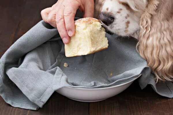 Собака с куском хлеба. Хлебцы для собак. Хлеб для собаки иллюстрации. Собака ест хлеб. Можно ли собаке давать хлеб