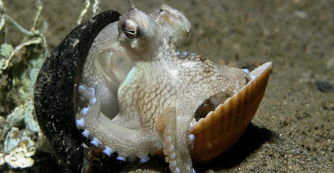 Amphioctopus marginatus. Кокосовый осьминог (Coconut Octopus). Осьминог Думбо. Морской монах каракатица.