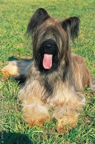 Dog briard articles 2puppies.com Briard dog, Briard, Akc dog breeds