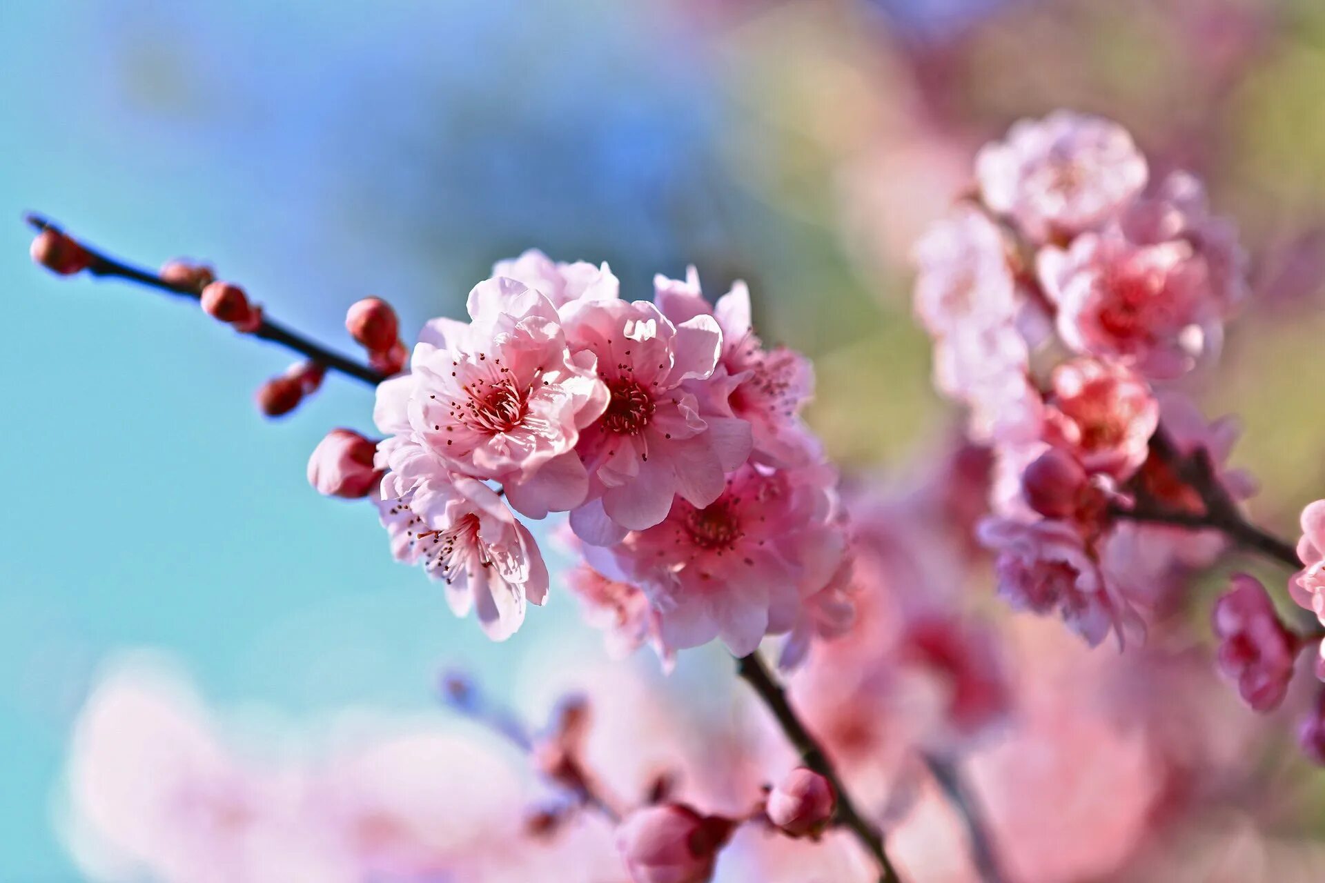Картинки на экран телефона. Весна. Ветка Сакуры в природе. Изображения для рабочего стола Весна. Сакура HD.