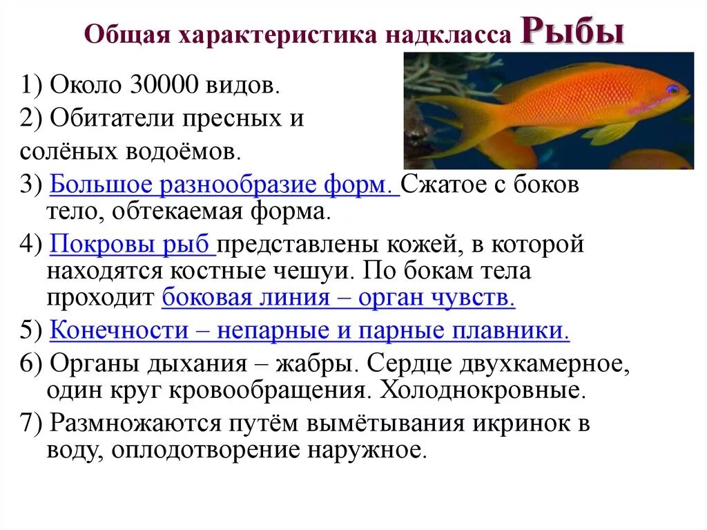 Особенности рыб 2 класс. Надкласс рыбы общая характеристика. Классы рыб общая характеристика 7 класс. Общая характеристика Надкласс костные рыбы. Характеристика костных рыб 8 класс.