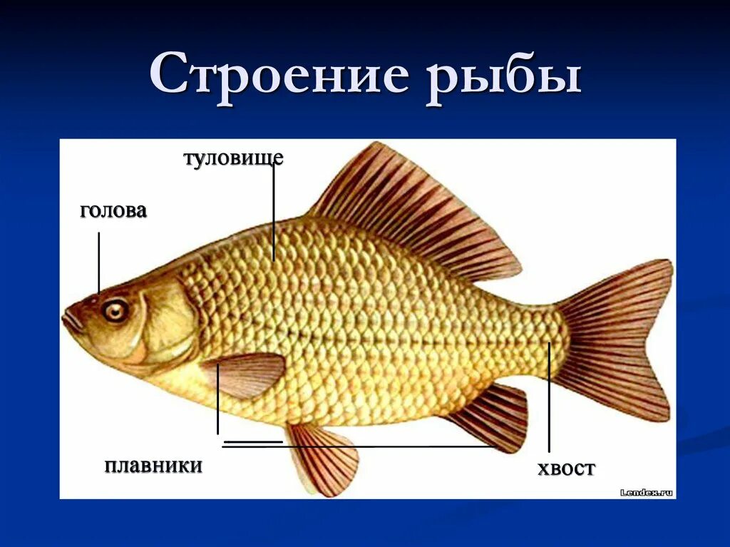 Строение рыбы (голова, туловище, хвост, плавники, жабры).. Строение рыбки. Внешнее строение рыбы. Строение рыбы для детей. Название плавных