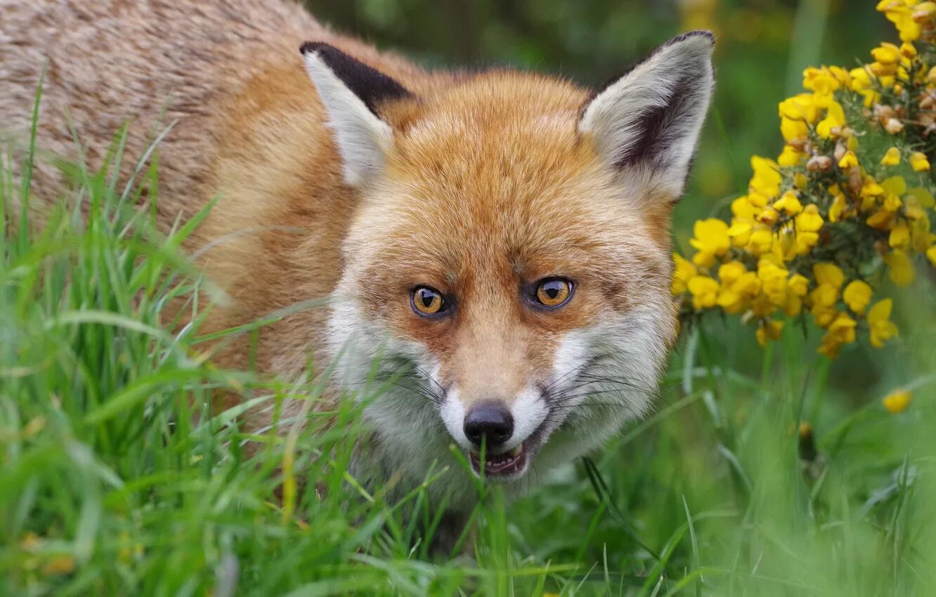 Лиса. Лиса летом. Морда лисы. Лиса цвет. Fox цвет