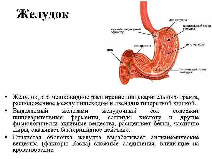 Сфинктер располагающийся между желудком и 12 перстной кишкой. Привратник желудка анатомия. Дно желудка располагается.