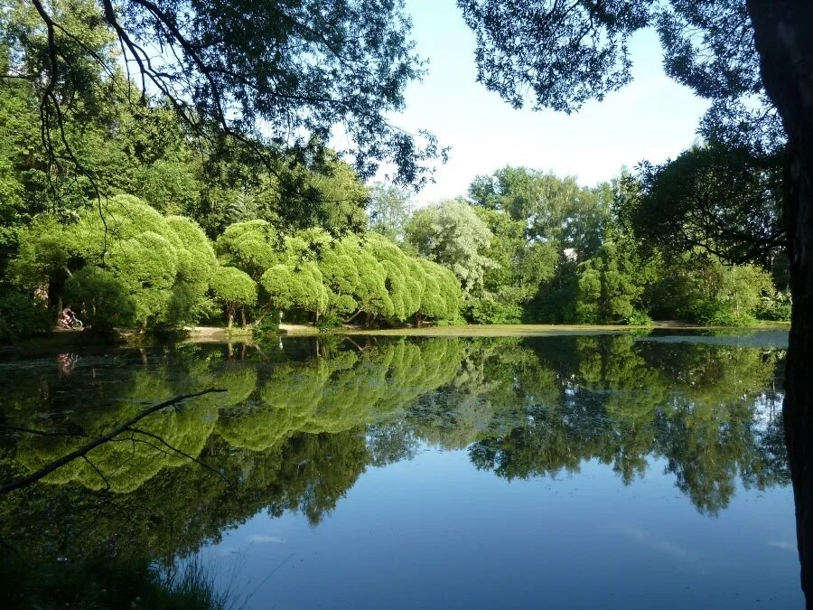 Парк Фили Нарышкинский пруд. Нарышкинский пруд в Филевском парке. Нарышкин пруд Кунцево.