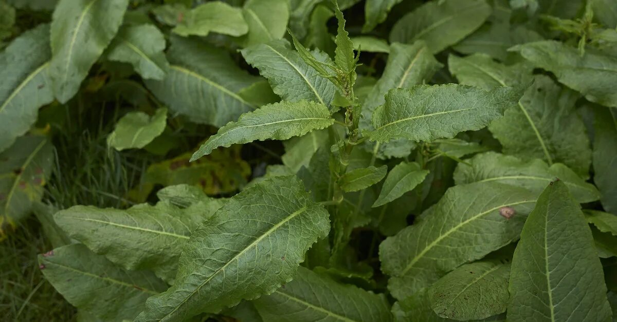 Щавель женский орган. Желтый щавель Rumex crispus. Rumex scutatus. Щавель водяной. Щавель гречишный.