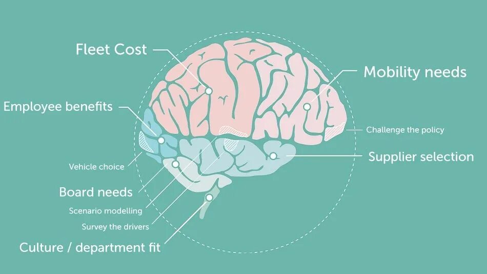 Brain building. Реалистичная схема мозга. Мозг схема вектор. Схема головного мозга. Мозг обучение.