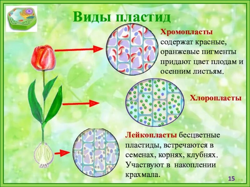 Пластиды хлоропласт хромопласт лейкопласт. Хлоропласты лейкопласты хромопласты цвета. Пластиды типы пластид пигменты пластид.