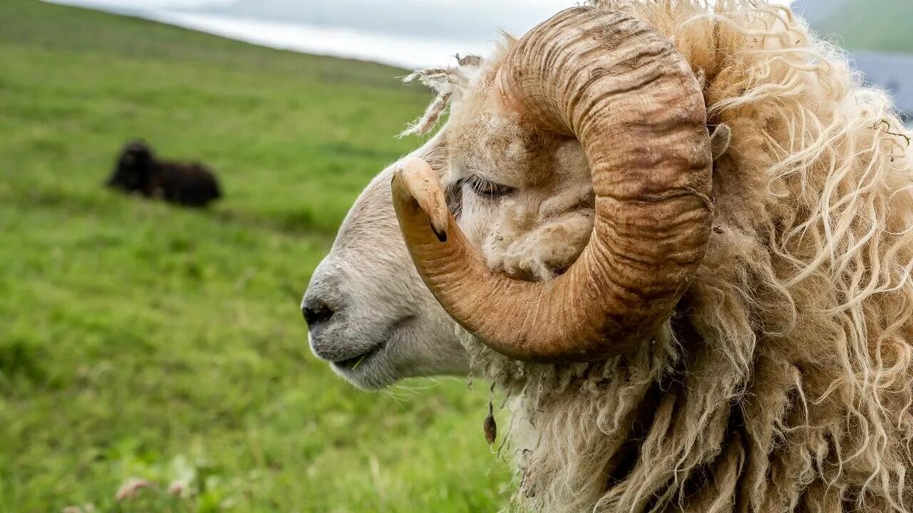 восточный гороскоп. восточный гороскоп овца. характеристика людей рожденных в год козы. год козы характеристика. есть ли год барана.