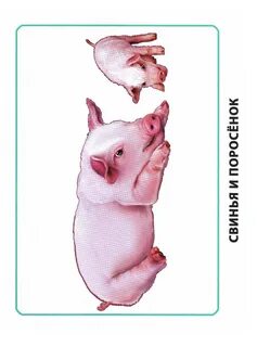 Уроки для самых маленьких животные