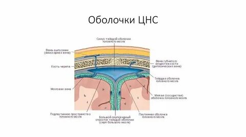 Оболочки нервной системы