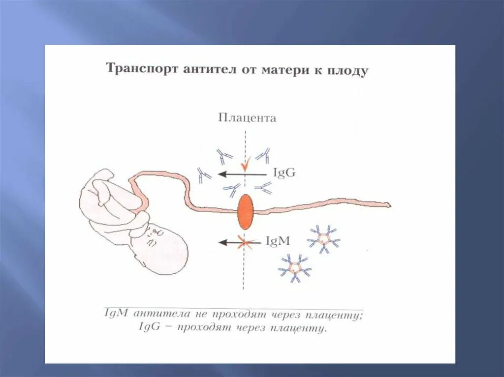 Антитела через плаценту. Иммуноглобулин проникающий через плаценту. Антитела проходят через плаценту. Через плаценту проходят иммуноглобулины.