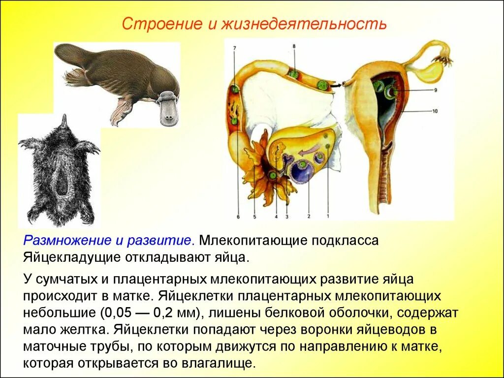 Система размножения млекопитающих. Пищеварительная система яйцекладущих. Строение яйцекладущих. Пищеварительная система яйцекладущих млекопитающих.