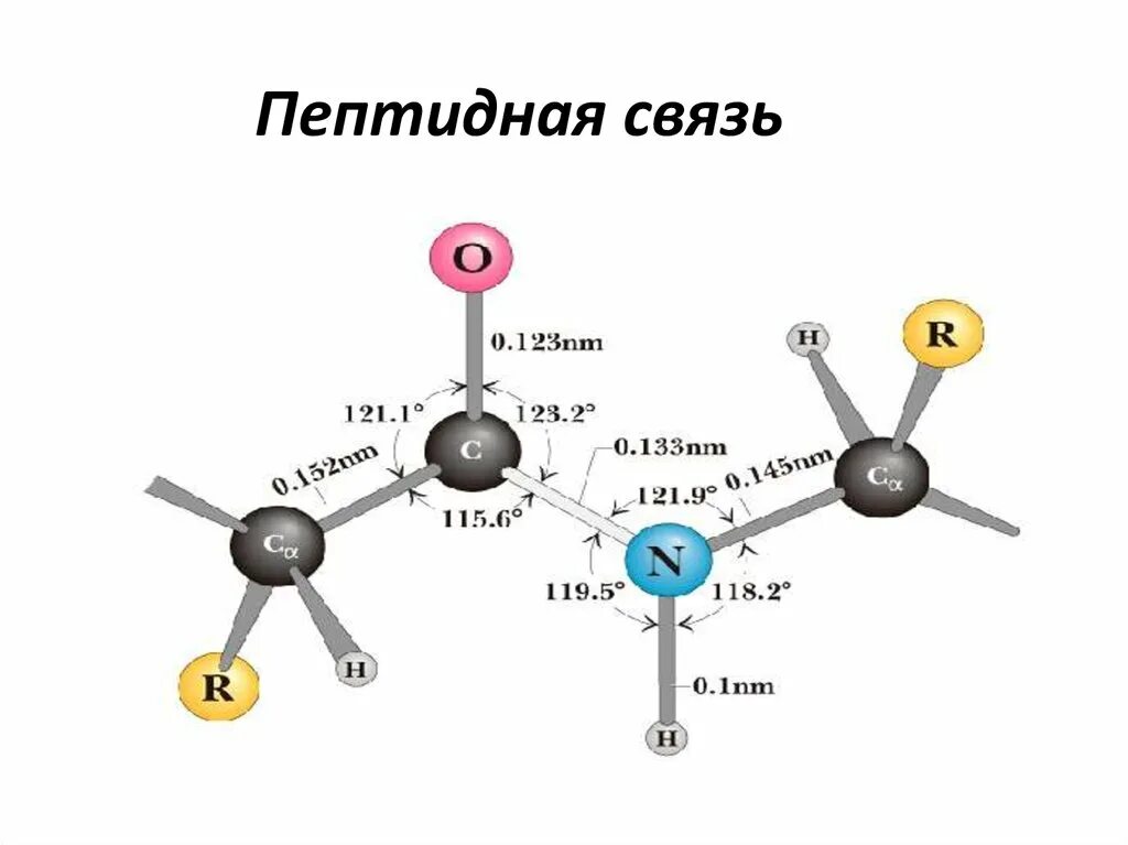 Пептидные связи есть в. Аминокислоты соединяются пептидными связями. Пептидная связь. Пептидная и амидная связь. Соединение аминокислот в пептид.