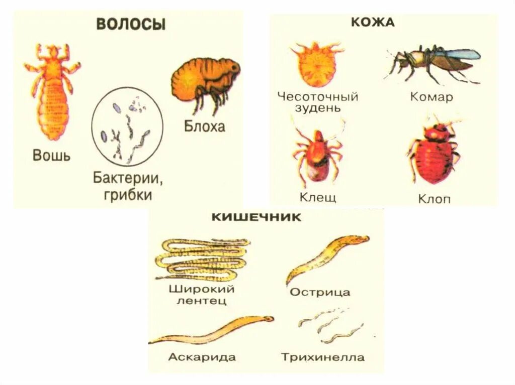 Организмы использующие в качестве жилья или убежища. Обитатели организменной среды. Кто живет в организменной среде примеры. Паразиты организменной среды. Организменная среда обитания животные.