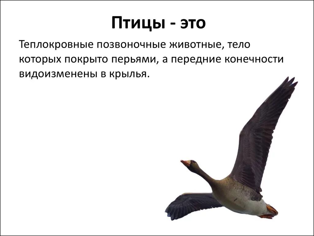 Ароморфозы птиц. Выберите признаки которые обеспечивают теплокровность птиц. Температурные адаптации холоднокровных и теплокровных животных. Развитие птиц и млекопитающих. Птицы теплокровные.