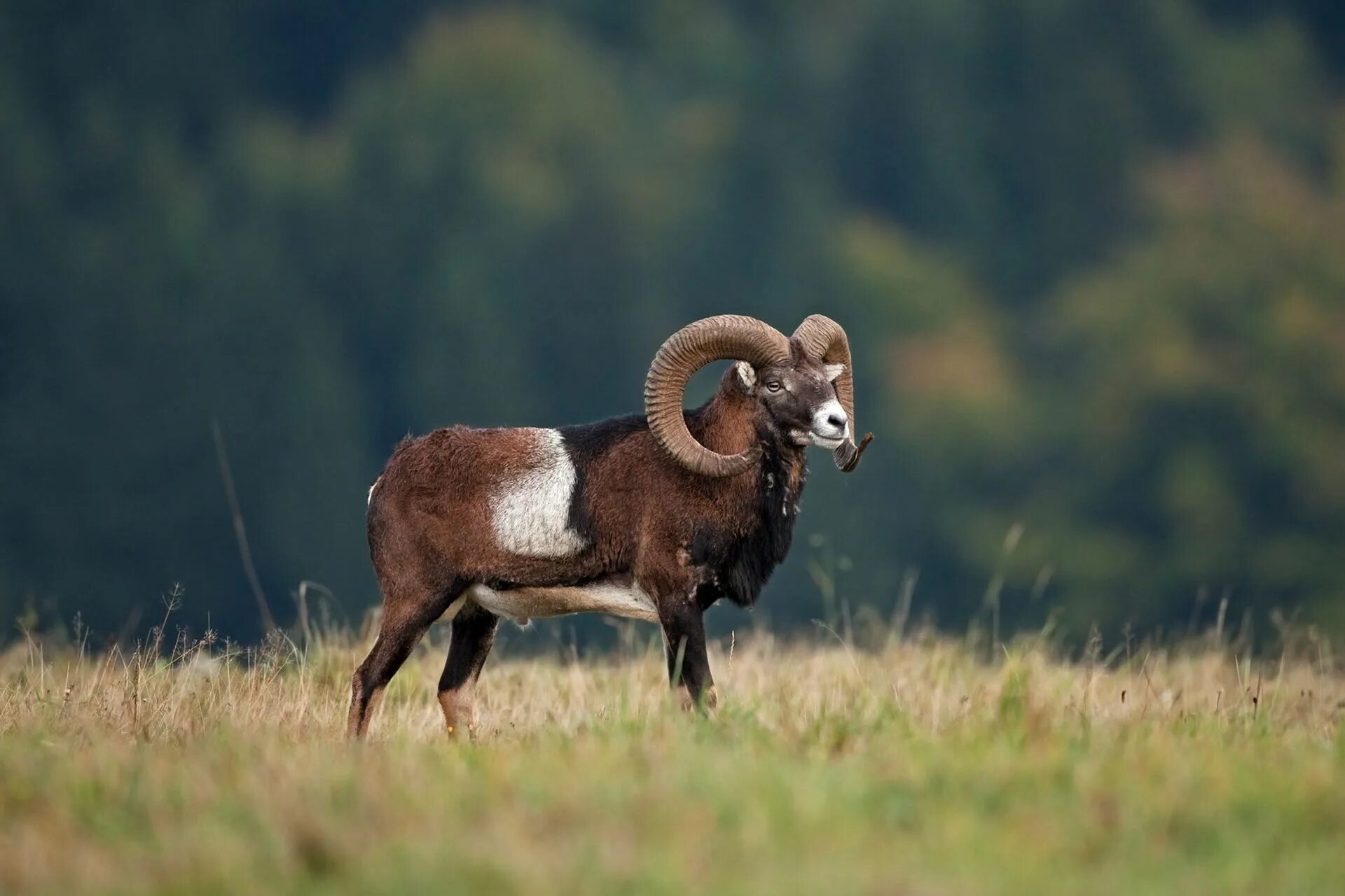 Муфлон крымский. Порода овец муфлон. Дикий баран муфлон. Горный баран муфлон. Муфлон отзывы.