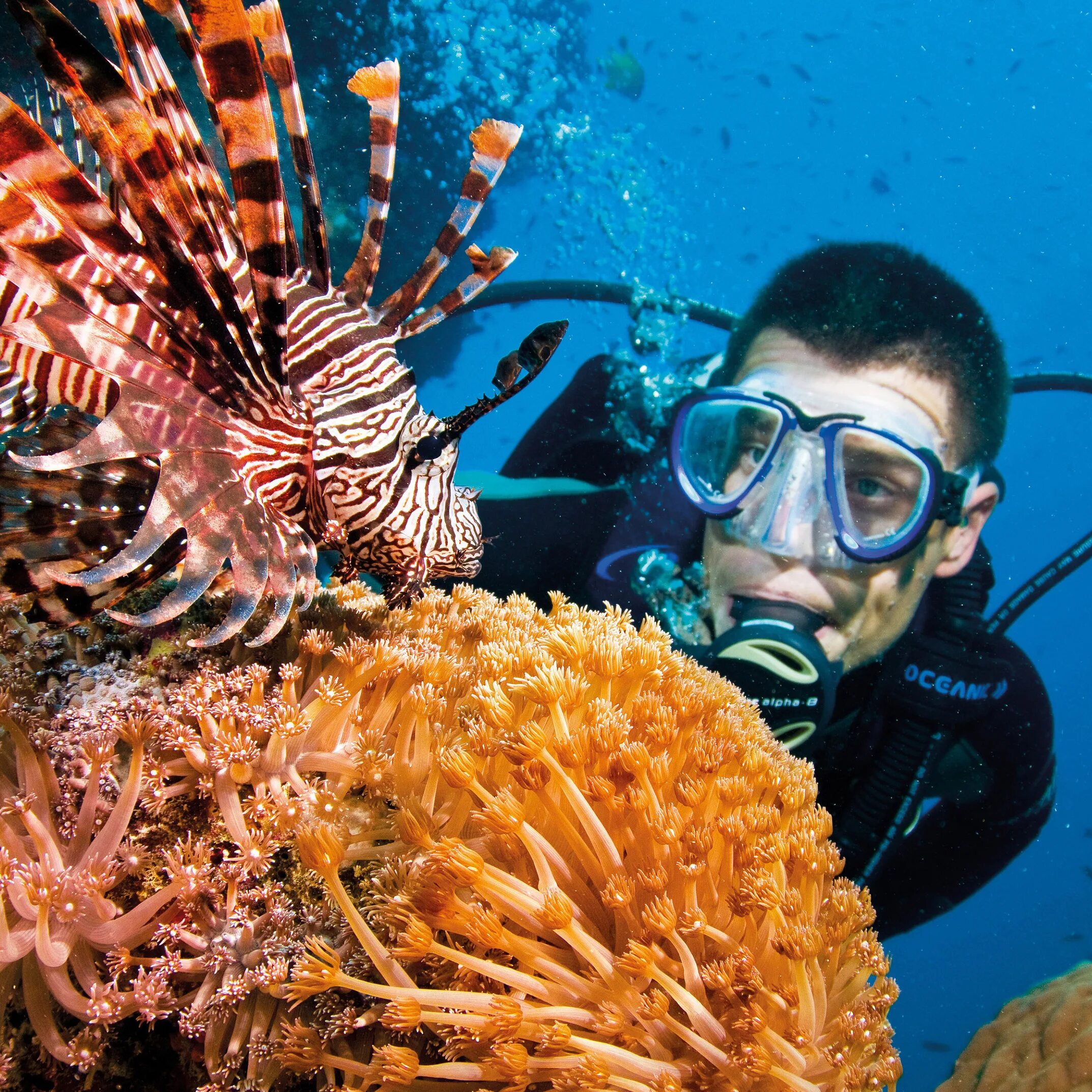 Reef tourism. Австралия дайвинг большой риф. Дайвинг Австралия Барьерный риф. Большой Барьерный риф (the great Barrier Reef). Большой Барьерный риф с аквалангистом.