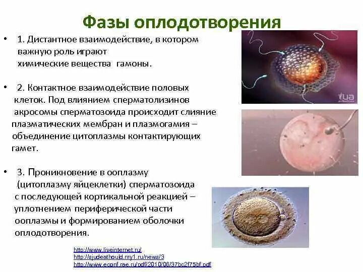 Дистантное взаимодействие гамет в процессе оплодотворения. Дистантное контактное взаимодействие гамет оплодотворение. Этапы оплодотворения. Этапы оплодотворения у человека.
