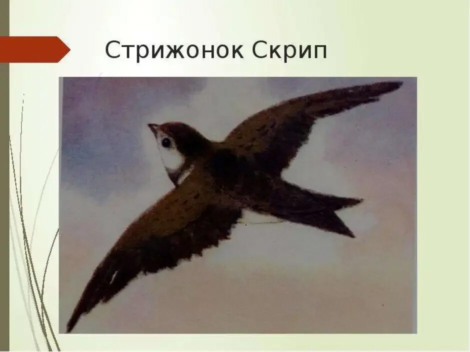 Иллюстрация стрижонок скрип 4 класс. Астафьев Стриж скрип. Астафьев Стрижонок. Стрижонок скрип. Астафьев в. "Стрижонок скрип".