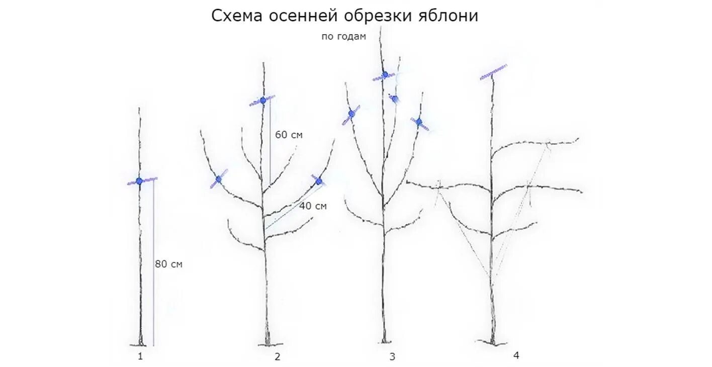 Схема обрезки саженцев яблони весной. Подрезка яблонь весной схема. Обрезка яблони по годам схема. Схема обрезки яблони весной. Развитие яблони