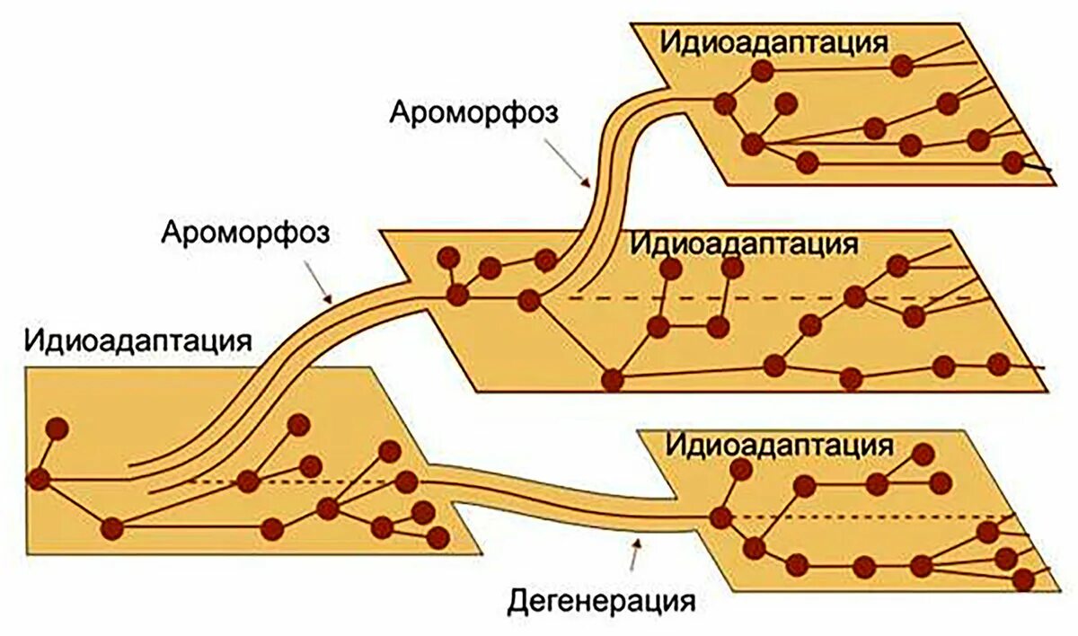 Пути достижения биологического прогресса общая дегенерация. Главные направления эволюции ароморфоз идиоадаптация дегенерация. Соотношение направлений эволюции схема. Основные направления эволюции ароморфоз идиоадаптация дегенерация. Схема главных направлений биологического прогресса.