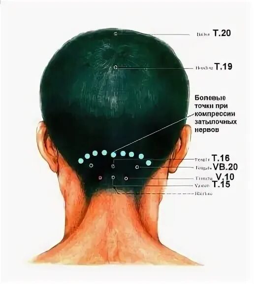 Шее пониже затылка. Точка у основания черепа. Точки на затылочной части головы. Части затылка человека.