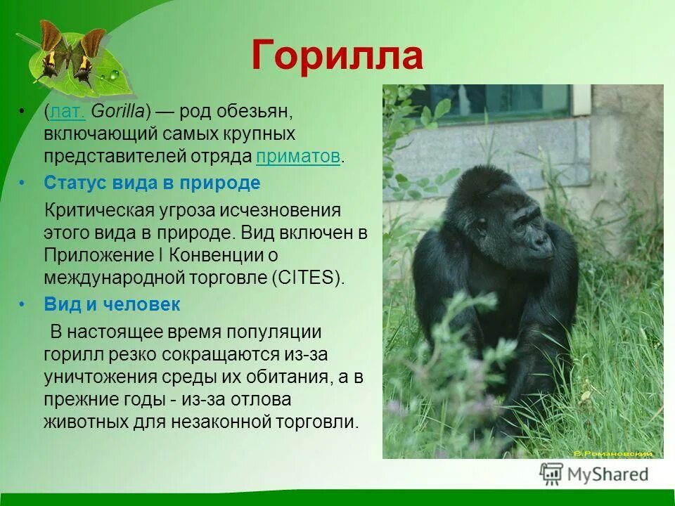 Горилла презентация. Краткая информация о горной горилле. На каком материке обитает горилла. Горилла описание. Где обитают гориллы.