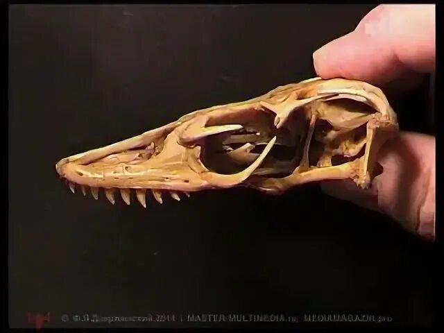 Зоологический форум / Черепа змей