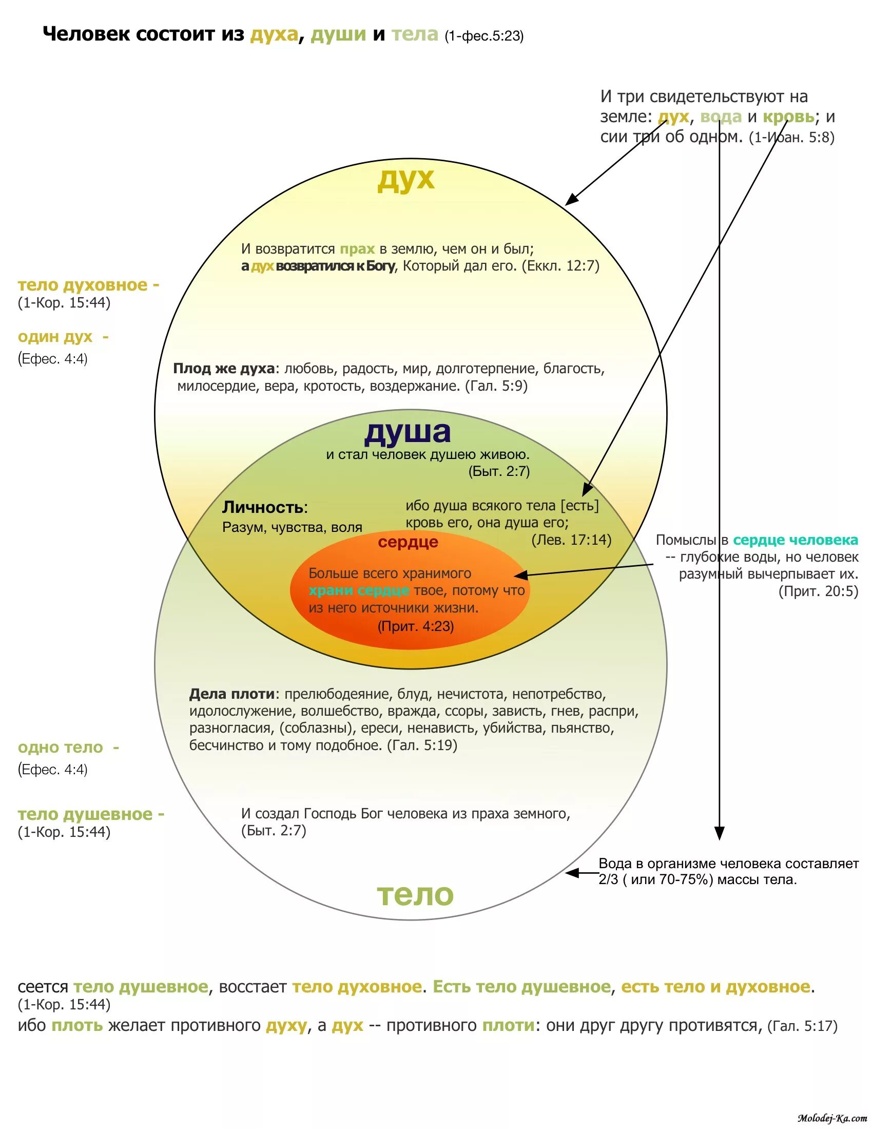 Дух, душа и тело. Дух, душа и тело. Составляющие духа человека. Человек дух душа тело. Составляющие человека тело душа дух.