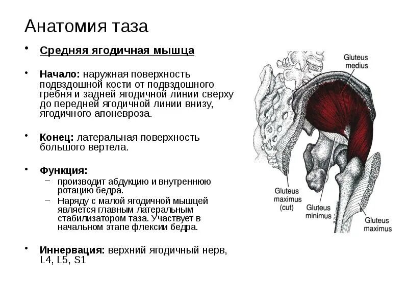 Функции большой ягодичной. Малая ягодичная мышца анатомия. Иннервация большой ягодичной мышцы. Функции большой ягодичной. Функции средней и малой ягодичной мышцы.