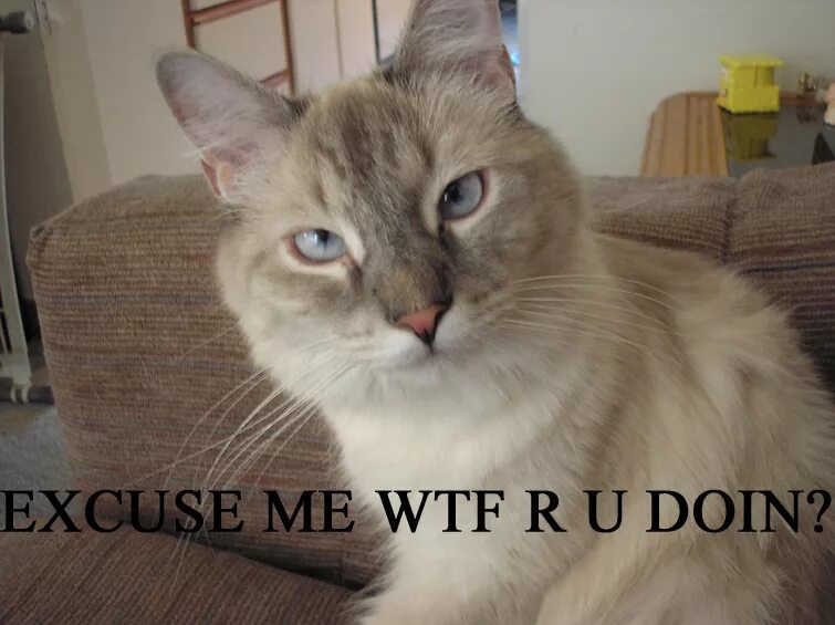Excuse me is there here. Кот WTF. Экскьюзми кот. Кот why. WTF Мем с котом.