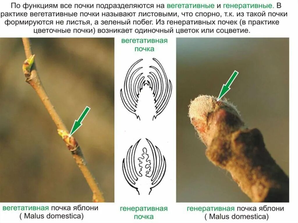 Почему почки называют биологическим фильтром. Вегетативная почка яблони. Строение почки яблони. Генеративные почки яблони. Плодовые и ростовые почки яблони.