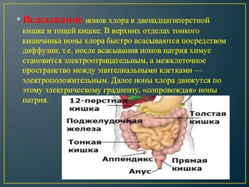 Что всасывается в тонком кишечнике. Всасывание в двенадцатиперстной кишке. что всасывается в тощей кишке. двенадцатиперстной и тощей кишке. диффузия в тонком кишечнике.
