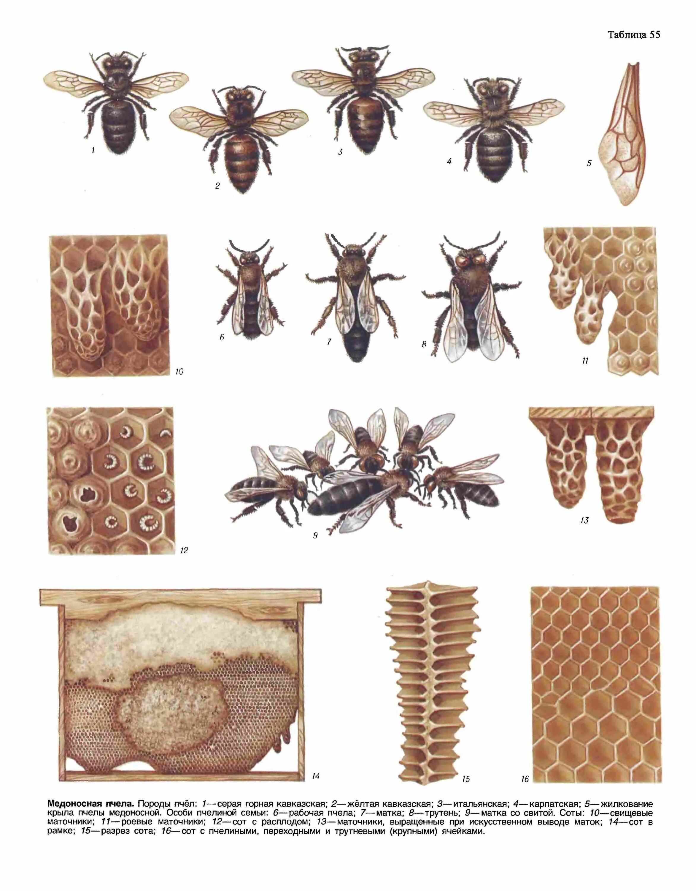 Породы пчел. Породы медоносных пчел. Породы пчел таблица. Порода пчел с названиями. Какая порода пчел