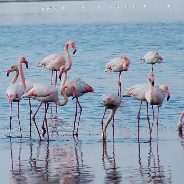 Веб камера фламинго пляж