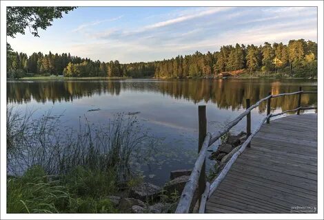 В лесном озере водились