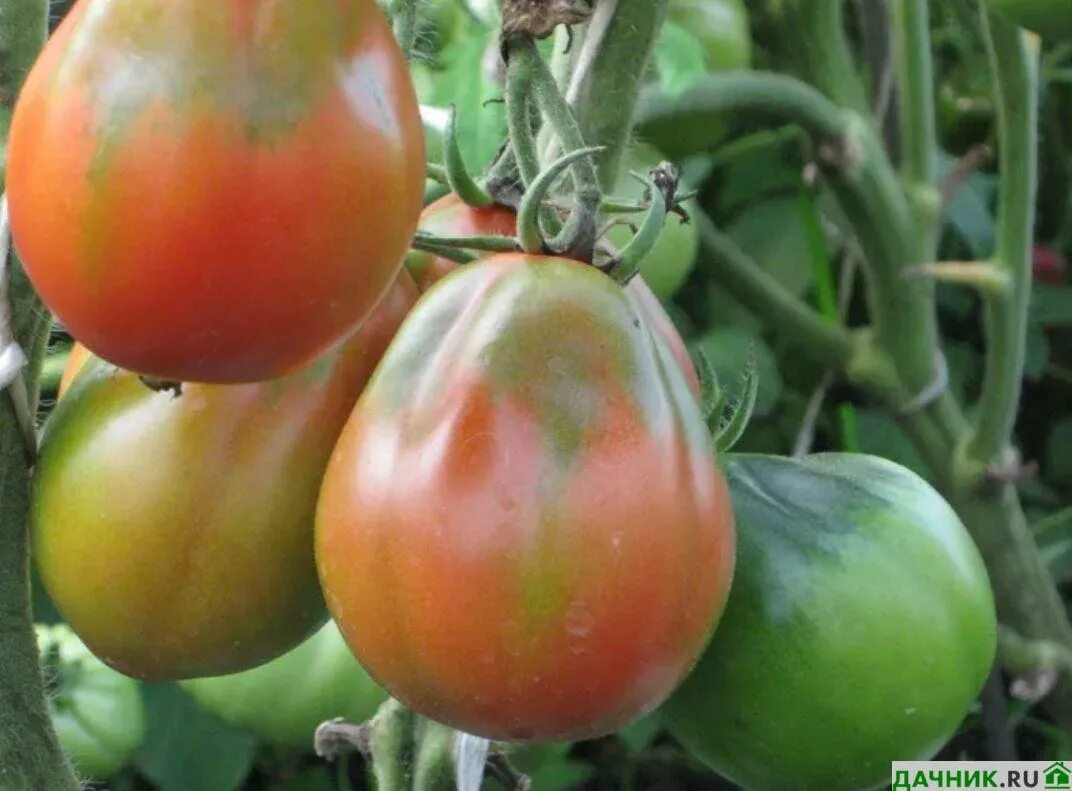 Грушовка томат фото
