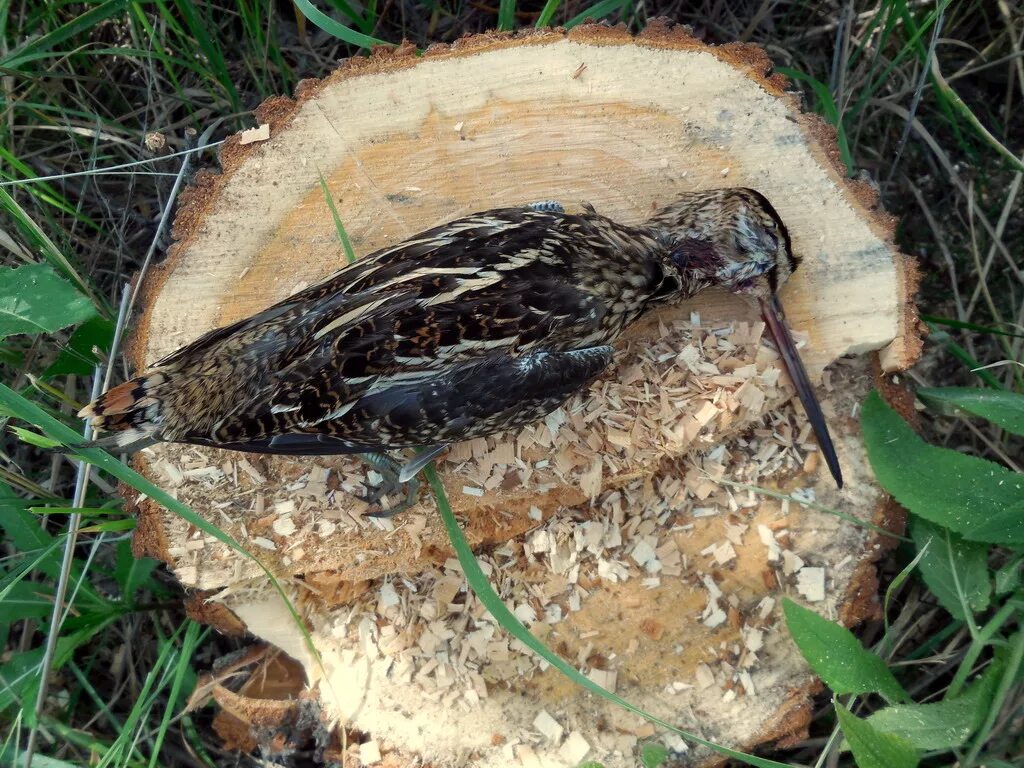 перо сокола. бекас кулик птица. перья фазана эллиота. с перьями. бекасинные перья.