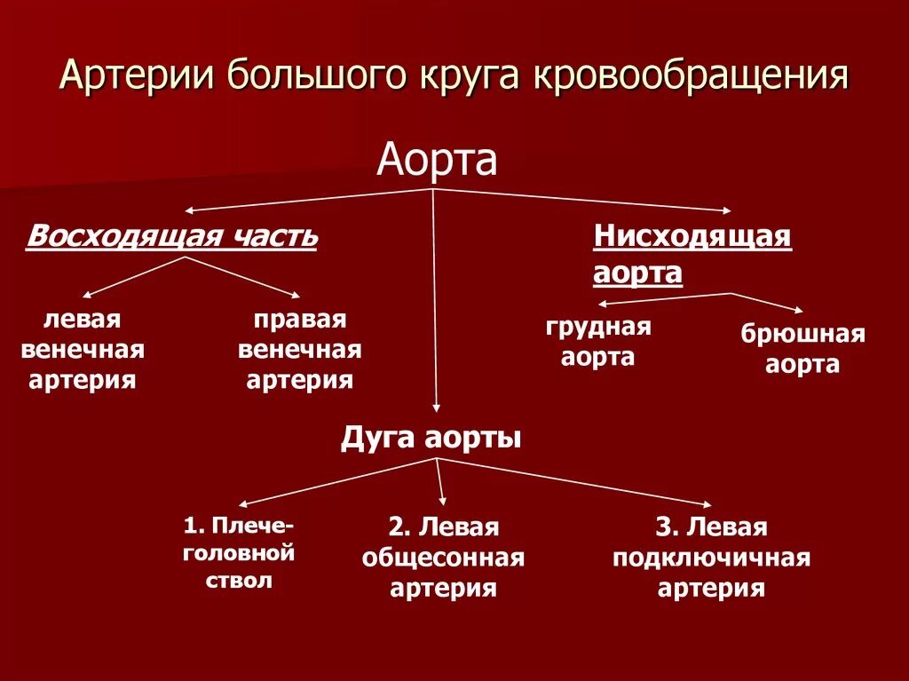 Основные ветви большого круга кровообращения. Артерии большого круга кровообращения. Крупные сосуды большого круга кровообращения. Магистральные сосуды большого круга кровообращения. Таблица малого круга кровообращения