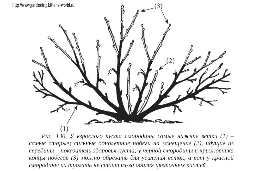 Схема обрезки смородины осенью осенью. Схема обрезки красной смородины осенью. Схема обрезки черной смородины осенью. Обрезать смородину осенью схема. Обрезка крыжовника для начинающих