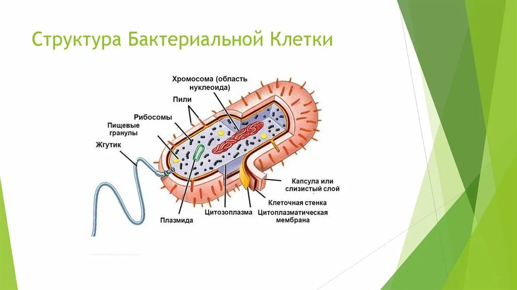 Из каких клеток состоят бактерии. Общая схема строения бактериальной клетки. Бактериальная клетка строение МИКРОБИО. Строение бактериальной клетки 10 класс биология. Строение бактериальной клетки 5.