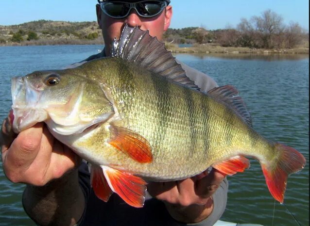 Нильский окунь. Нильский окунь. 5 кг. Речной окунь крупный. Нильский окунь гигант.
