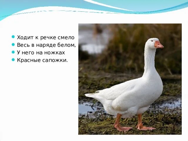 Загадка кто ходит утром на 4 ногах. Он ходит к речке смело весь в наряде белом загадка. Ходит к речке смело он в наряде белом у него на ножках красные сапожки. Загадки ходит к речки смело. Загадка про гуся ходит к речке смело.